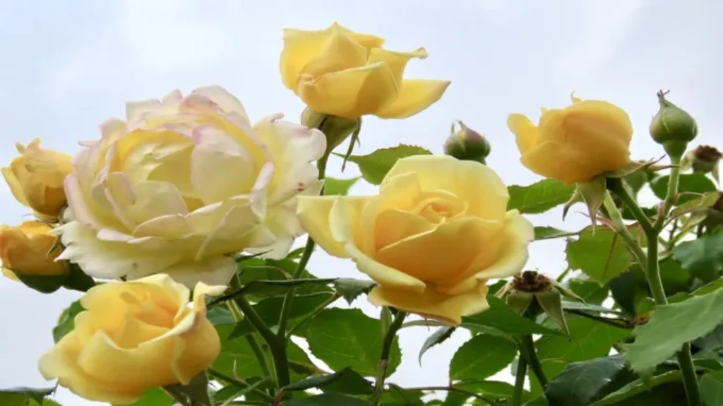 When Do Roses Bloom in Texas: A Guide to Texas Rose Season