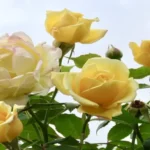 When Do Roses Bloom in Texas: A Guide to Texas Rose Season