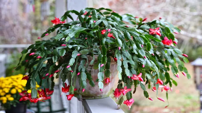 when do thanksgiving cactus bloom