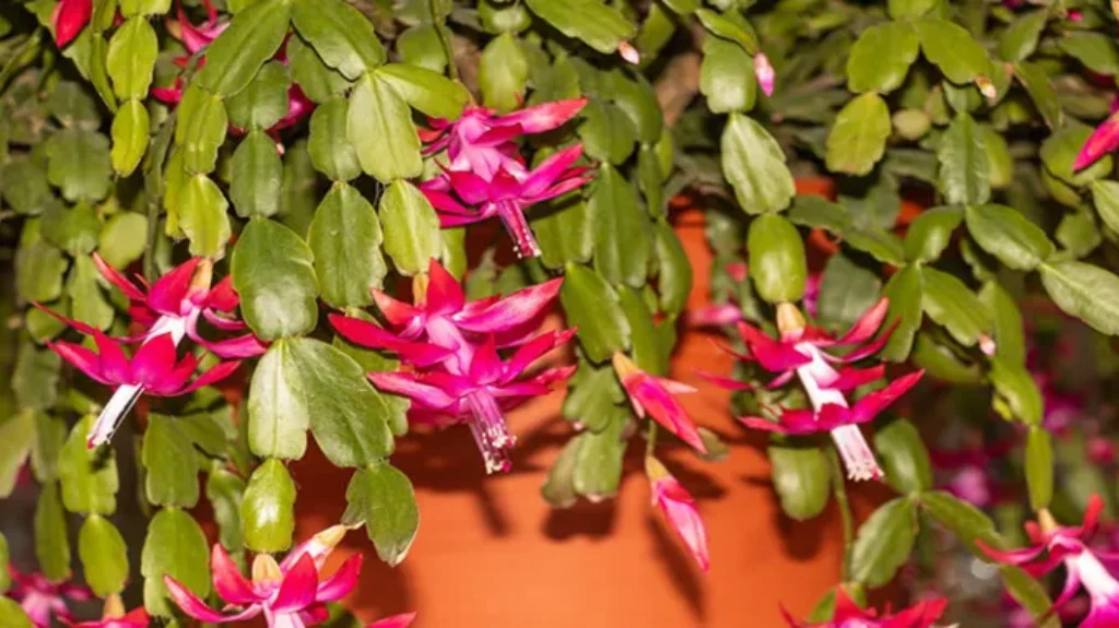 When Do Thanksgiving Cactus Bloom: A Guide to Flowering Seasons