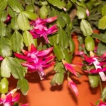 When Do Thanksgiving Cactus Bloom: A Guide to Flowering Seasons