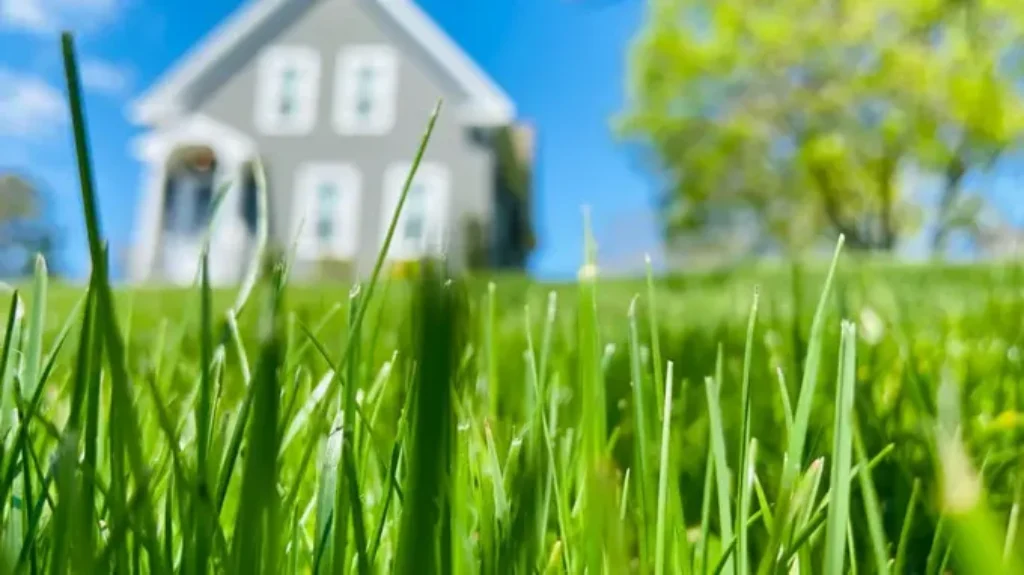 When do you fertilize your lawn in Texas for a lush green yard