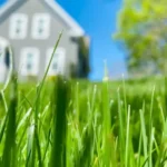 When do you fertilize your lawn in Texas for a lush green yard