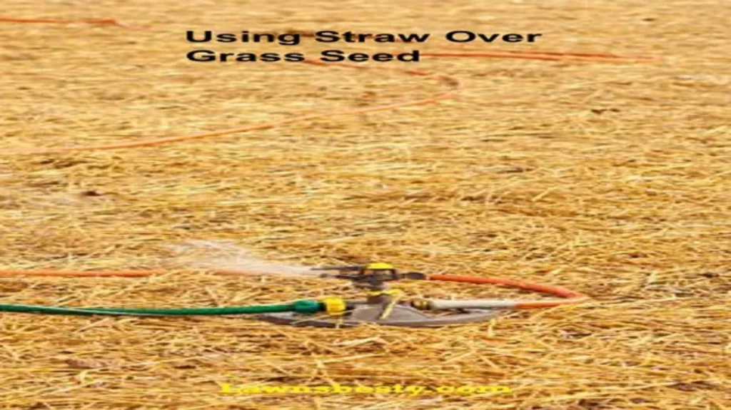 When Do You Remove Straw from New Grass: Best Practices for Lawn Care