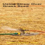 When Do You Remove Straw from New Grass: Best Practices for Lawn Care