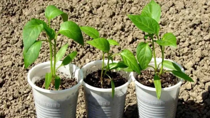 when do you start fertilizing seedlings