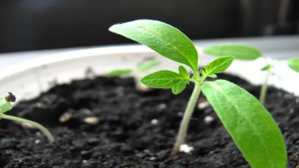 When Do You Start Fertilizing Seedlings for Optimal Growth