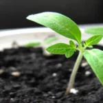 When Do You Start Fertilizing Seedlings for Optimal Growth