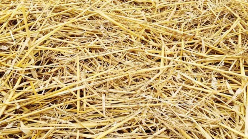 When Do You Take Straw off New Grass: Best Practices for Lawn Care