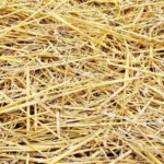 When Do You Take Straw off New Grass: Best Practices for Lawn Care