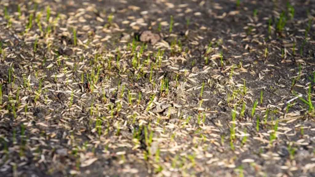 When Does Grass Start to Grow? Tips for Early Spring Lawn Care