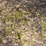 When Does Grass Start to Grow? Tips for Early Spring Lawn Care