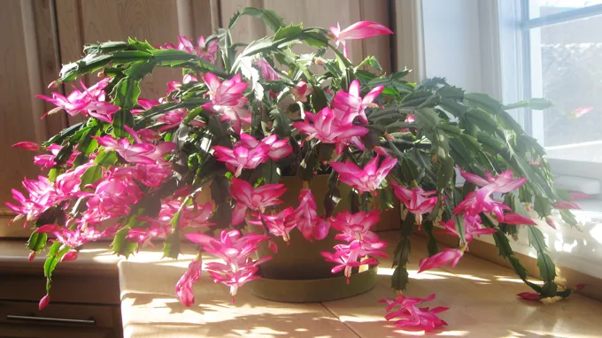 when does thanksgiving cactus bloom