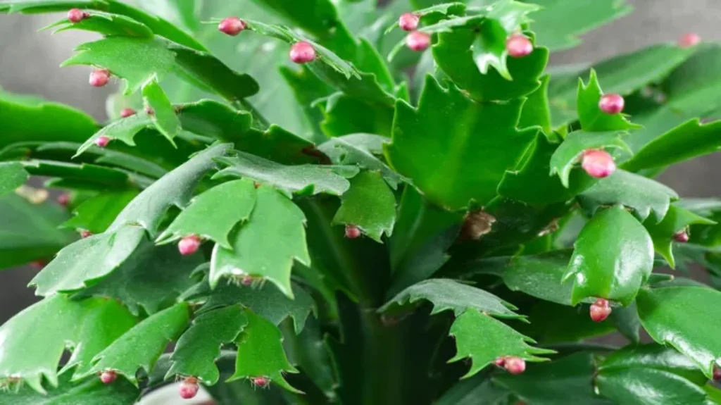 When Does Thanksgiving Cactus Bloom: A Blooming Guide for Gardeners