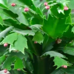 When Does Thanksgiving Cactus Bloom: A Blooming Guide for Gardeners