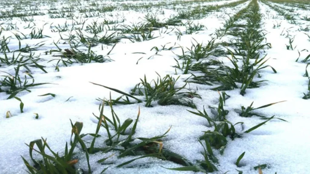 When Does the Ground Freeze: Tips for Understanding the Frost Depth