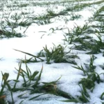 When Does the Ground Freeze: Tips for Understanding the Frost Depth