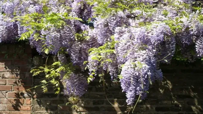 when does wisteria bloom in ohio