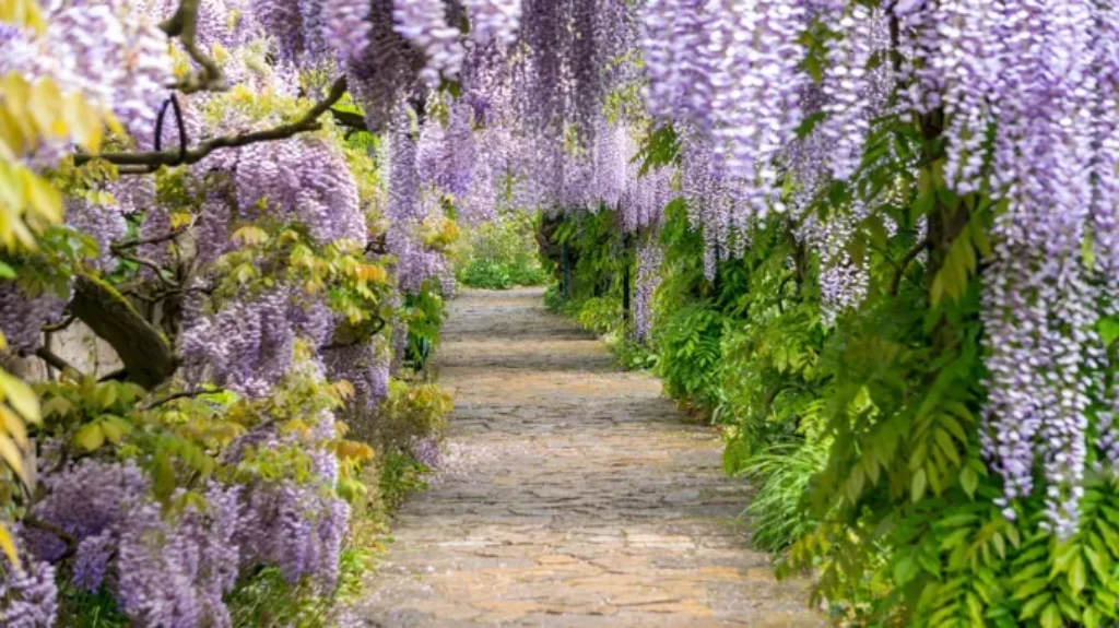 When Does Wisteria Bloom in Ohio: A Seasonal Guide for Nature Enthusiasts