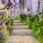 When Does Wisteria Bloom in Ohio: A Seasonal Guide for Nature Enthusiasts