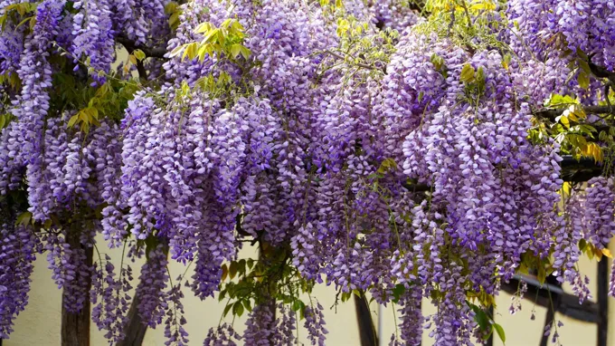 when does wisteria bloom in texas