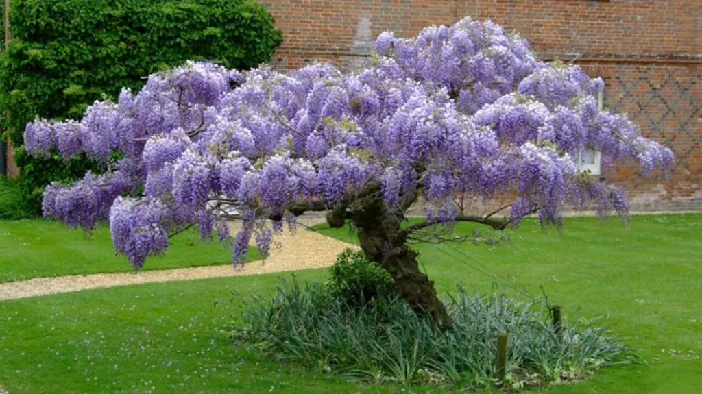 When Does Wisteria Bloom in Texas: A Guide to Wisteria Blooming Season