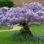 When Does Wisteria Bloom in Texas: A Guide to Wisteria Blooming Season