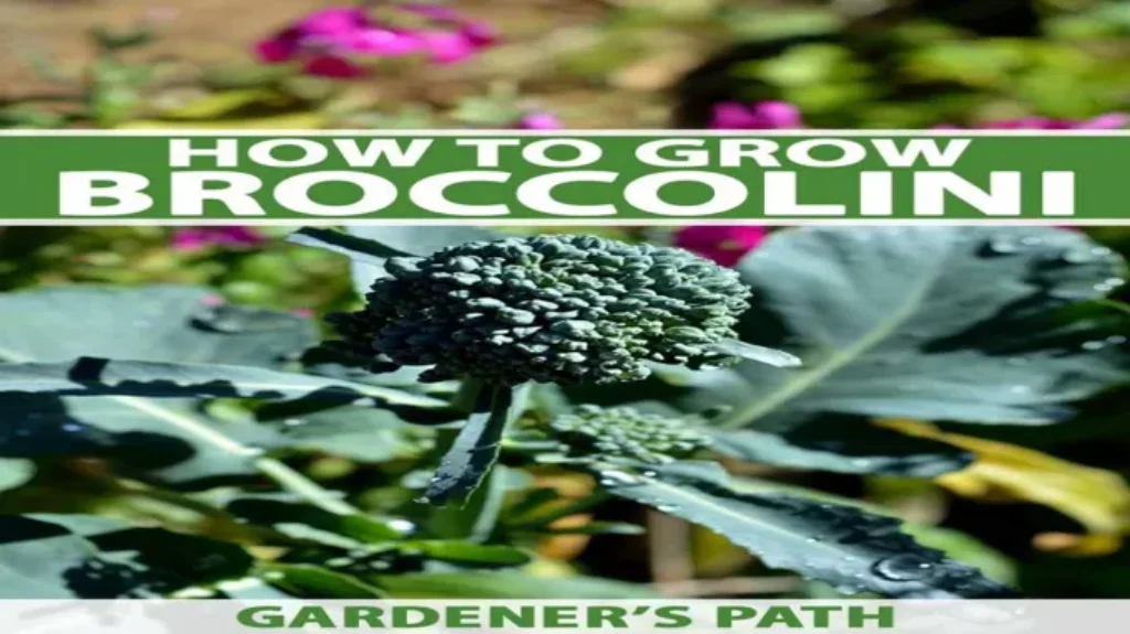 When is Broccolini Ready to Harvest: A Guide for Home Gardeners