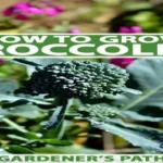 When is Broccolini Ready to Harvest: A Guide for Home Gardeners