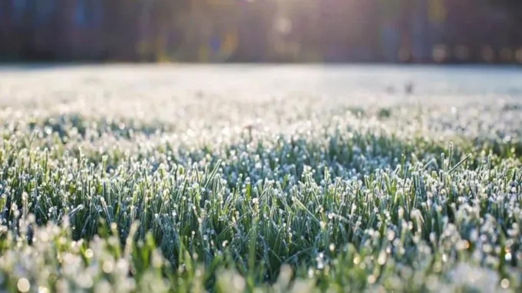 When is it too cold to fertilize lawn: Tips for Winter Lawn Care