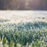 When is it too cold to fertilize lawn: Tips for Winter Lawn Care