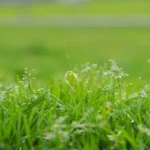 When Is It Too Hot to Plant Grass Seed: Best Time for Healthy Growth