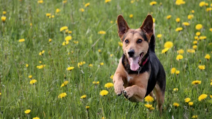 when is roundup safe for dogs