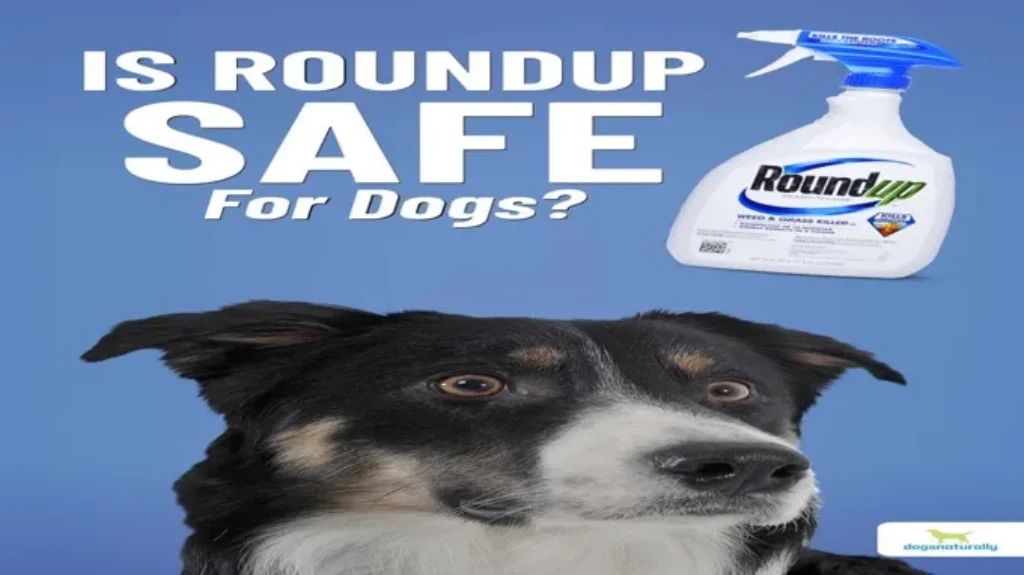 When is Roundup Safe for Dogs: Tips for Pet Owners