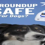 When is Roundup Safe for Dogs: Tips for Pet Owners