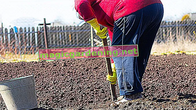 when is the best time to apply soil activator