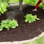 When is the Best Time to Mulch Your Lawn for a Lush Green Garden