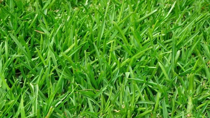 when is the best time to seed bermuda grass