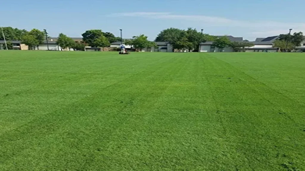 When is the Best Time to Seed Bermuda Grass for a Lush Lawn?