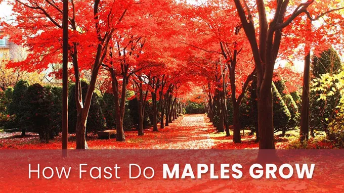 when is the best time to transplant maple trees