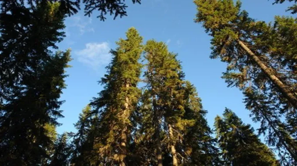 When is the Best Time to Transplant Pine Trees: Expert Tips and Guidelines