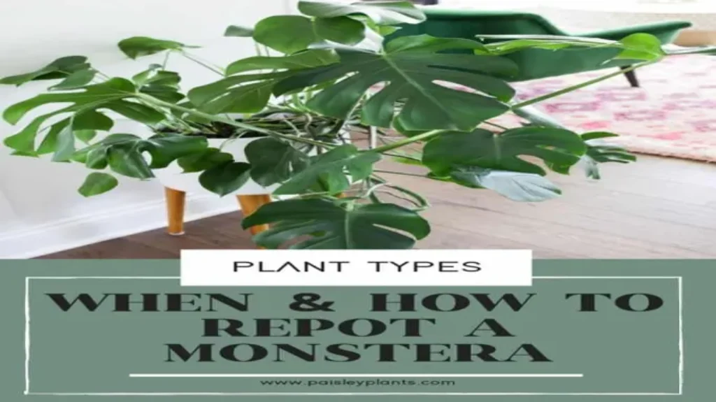 When Should I Repot My Monstera? Tips and Tricks for Healthy Plant Growth