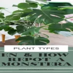 When Should I Repot My Monstera? Tips and Tricks for Healthy Plant Growth