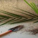 When Should I Repot My Ponytail Palm: A Helpful Guide for Plant Lovers