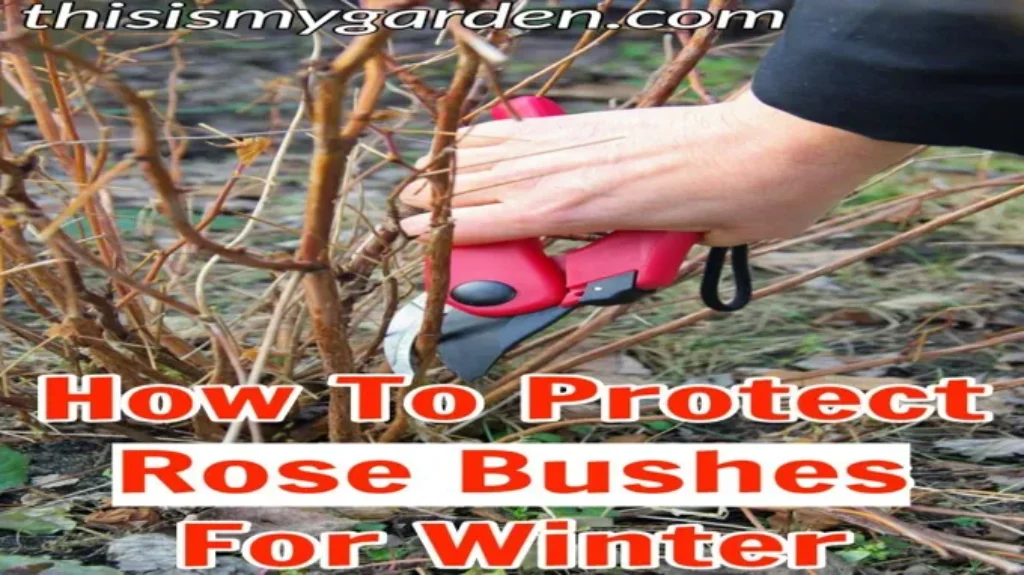 When Should I Trim My Rose Bushes for Healthy Growth: Expert Tips