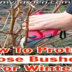 When Should I Trim My Rose Bushes for Healthy Growth: Expert Tips