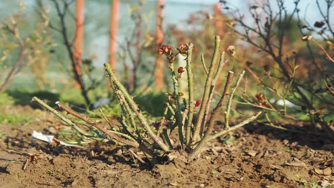 when should rose bushes be pruned