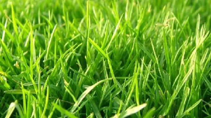 when should you fertilize your lawn in florida