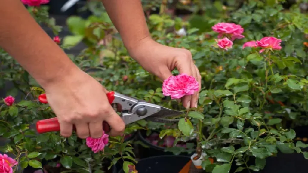 When Should You Prune Roses for Optimal Bloom: A Complete Guide