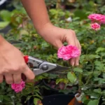 When Should You Prune Roses for Optimal Bloom: A Complete Guide